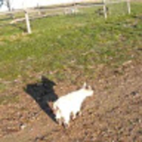 Meet your Posher, Mikel8v - Picture 1 of 1